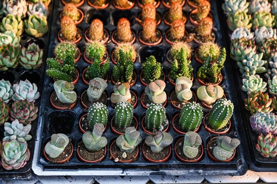 A top down view captures a tray of small potted lithops living stones and mini cactus plants for sale at the famous Flower Market in Hong Kong
