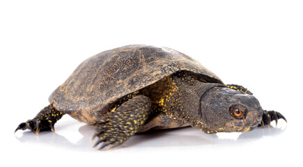 Obraz premium European pond turtle