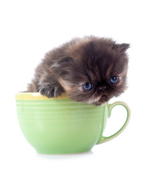 persian kitten