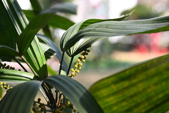 Rhapis gracilis or&nbsp;slender bamboo palm flowers. It&nbsp;is a multi-stemmed&nbsp;palm tree&nbsp;native to southern&nbsp;China. Its stems are thin to only 10 mm in diameter, and it produces round fruit which are usually.