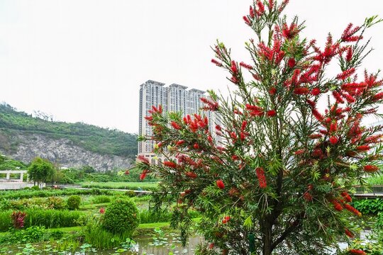 Red bottlebrush tree blooming at Cotai Ecological Zone wetland park with modern residential skyscraper on background