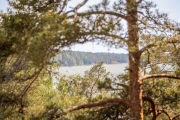 Fototapeta premium Scenic lake view framed by pine branches in a Nordic forest, capturing a peaceful summer landscape and secluded nature retreat.