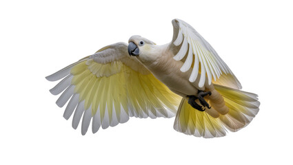 Yellow-crested cockatoo bird with wings spread © Alaric
