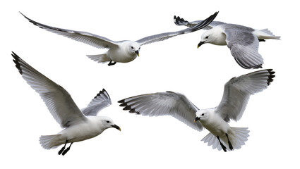 Fototapeta premium Four seagulls in flight white and grey feathers, black wing tips