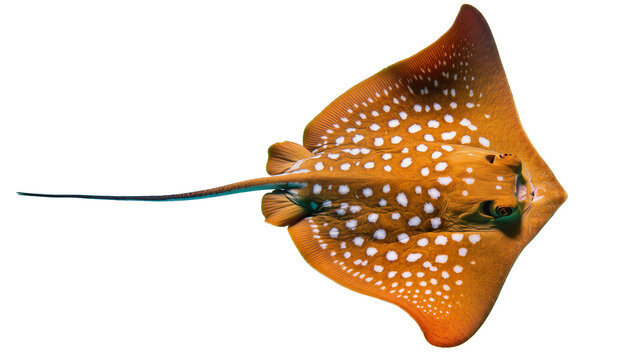 Spotted Eagle Ray with Orange and White Pattern