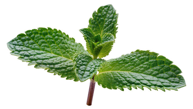 Fresh green mint leaves sprig with stem