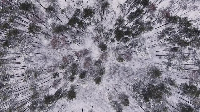 Aerial view of snowy evergreen trees in forest
