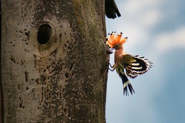 great tit parus major © Karol