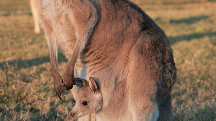 Kangaroo Joey Peeking Out from Mother's Pouch at Sunset © blueringmedia