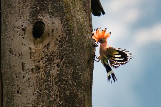 great tit parus major