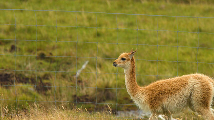 Vicugna Standing in a Grassy Meadow Beside a Wire Fence © blueringmedia