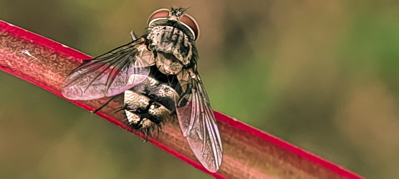 close up of a housefly