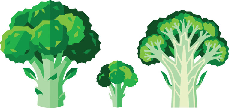 Fresh green broccoli vector illustration set featuring a whole head a small floret and a detailed cross section slice showing the interior branch structure