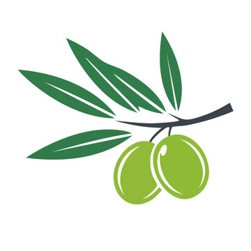 Olive branch with two olives on transparent background