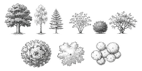 Set of hand drawn various tree species in side view and top view black and white pencil sketch illustration © GraphixEra