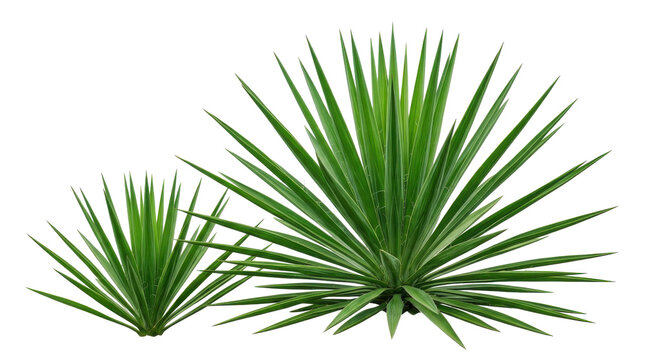 Two yucca plants with spiky green leaves display natural beauty, showcasing their vibrant foliage and texture.