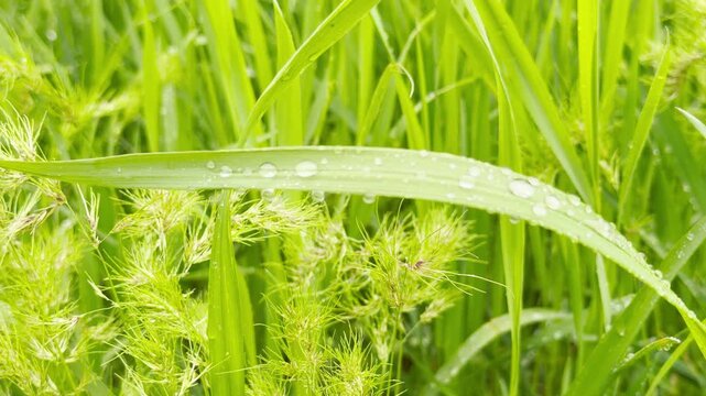 Bright green grass and soft sedges hold fresh water droplets after a gentle rainfall. This peaceful view evokes feelings of quiet wonder, relaxation, and pure joy in the heart of nature.