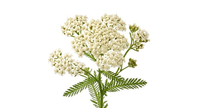 Commercial Botanical Photography of Fresh Yarrow Flower Clusters (Achillea millefolium) Isolated on White Background