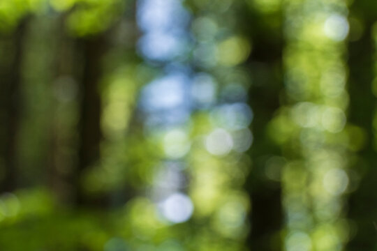 Defocused forest scene creating natural green bokeh background and abstract texture.
