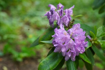 Obraz premium Close-up of vibrant purple rhododendron flowers with a small insect hovering nearby, set against a lush green background, showcasing the beauty of nature and plant life