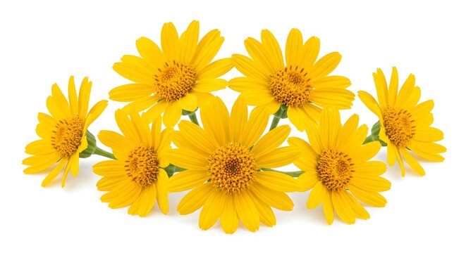 Ultra Realistic Herbal Medicine Stock Photography of Medicinal Arnica Flowers (Arnica montana) Isolated on White Background