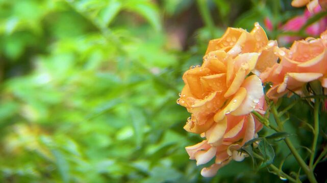 雨上がりのバラ園、黄色のバラ