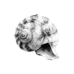Sea snail shell in halftone style isolated on light background. Detailed marine shell illustration for beach, ocean, coastal, summer vacation, nautical and nature themed design. © Ксения Раневская