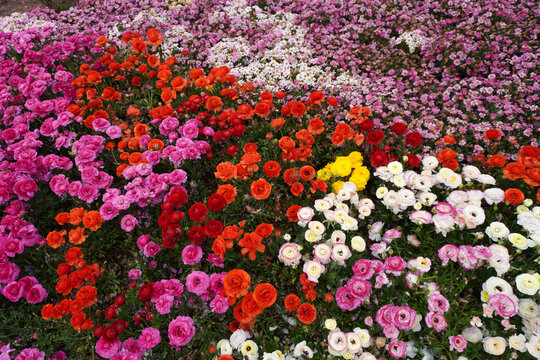 Colorful flowers background and texture 