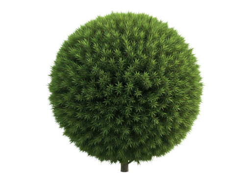 Topiary shrub in a spherical shape isolated on transparent background