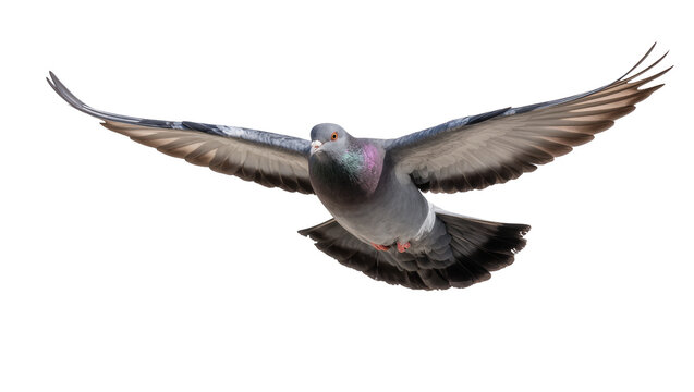 Pigeon bird flying with wings spread wide