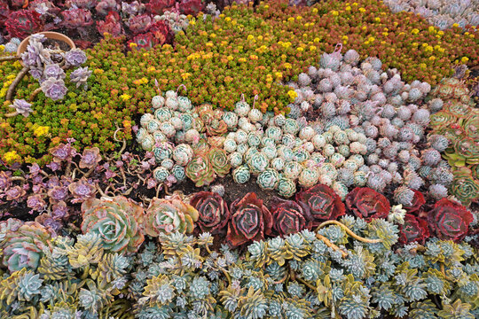 Vibrant succulent garden .The perfect low-maintenance garden inspiration
