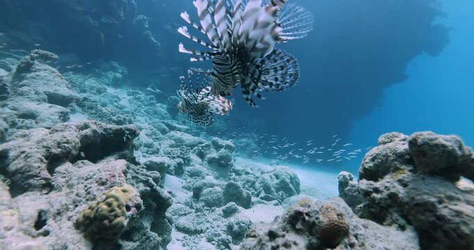 Close-up of a pair of lionfish swimming underwater. Exploration of the seabed, marine ecosystem, underwater nature, tropical fish. Underwater world and the life of its inhabitants. Diving.