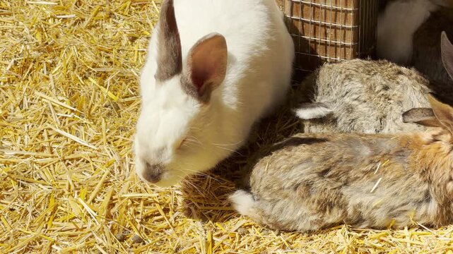 A soft white rabbit explores while other fluffy bunnies huddle peacefully together near a post. The warm sunshine and golden straw create a cozy and gentle mood in the farmyard enclosure.
