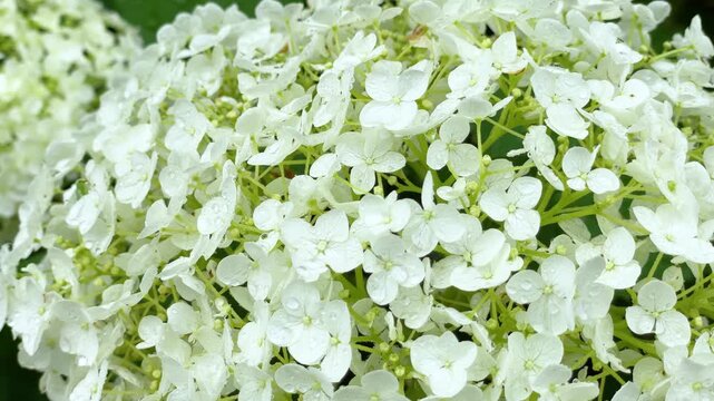 雨上がりの白い紫陽花