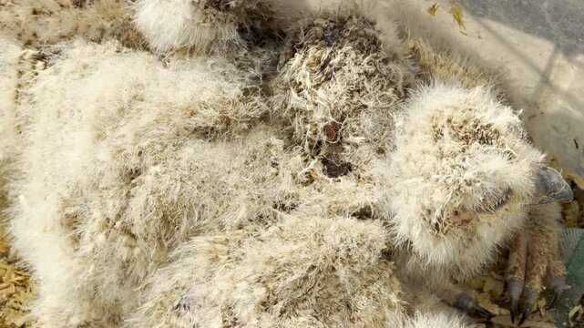 A group of fluffy baby owls snuggles closely together inside a warm nesting area. Their soft downy feathers create a comforting feeling of safety as they sleep peacefully.