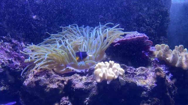 Anemone di mare con pesci