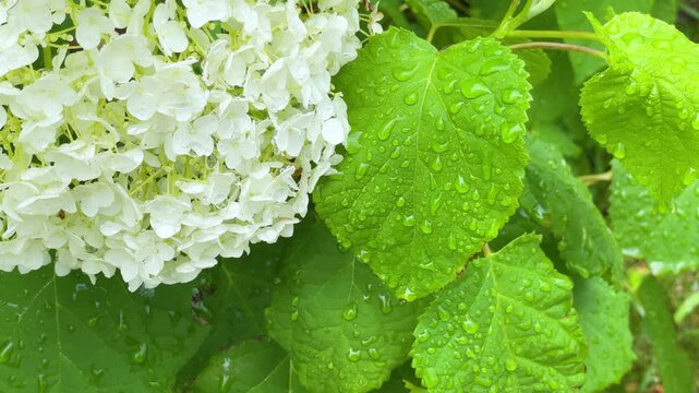 雨上がりの白い紫陽花