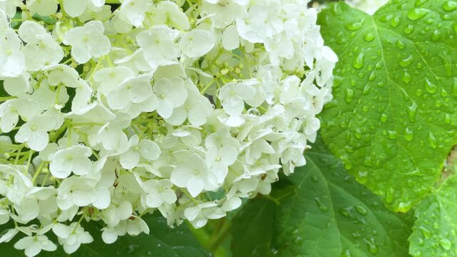 雨上がりの白い紫陽花