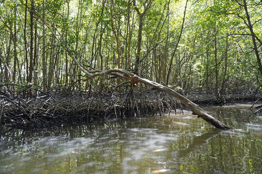 The fertile mangrove forest on the coast of Ban Tha Din Daeng, Thai Mueang District, Phang Nga Province Thailand