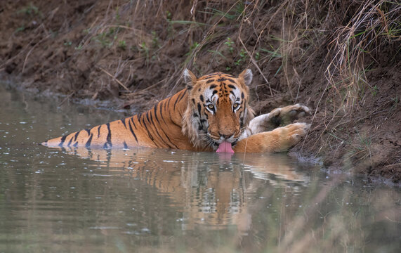 Royal Bengal tiger resting and drinking water in the jungle. Close up, selective focus