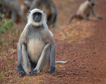 Gray langur  resting in the forest. Close up, selective focus