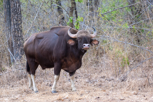 Gaur or Indian Bison in the forest. Close up, selective focus