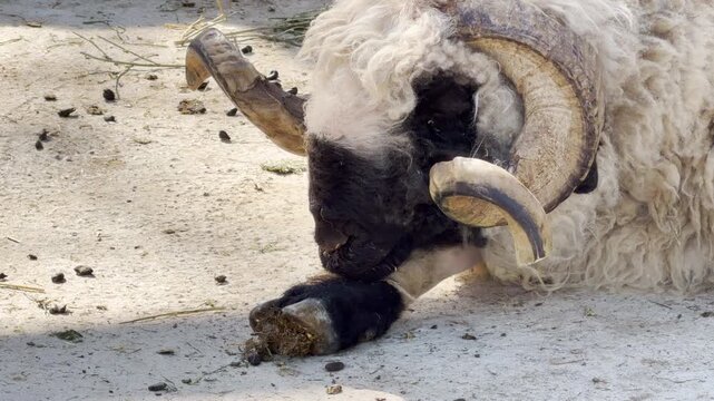 fluffy Valais Blacknose sheep lies down to rest quietly on the dry ground. This heavy-horned, thick-fleeced animal creates a sense of calm, rustic charm in its sunny environment.