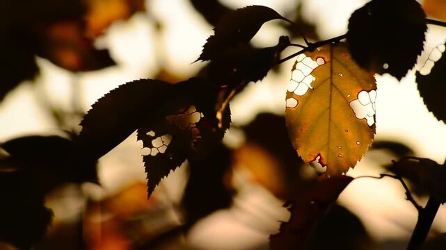 Autumn leaves with holes in sunlight.