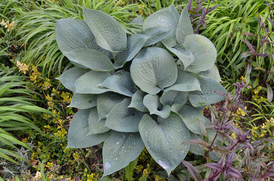 Funkia (Hosta) ' Blue Angel' growing in the spring garden. Closeup , top view wet hosta leaves after the rain. Growing hosta plant concept.