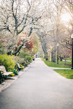 Boston public garden path with blossoming trees