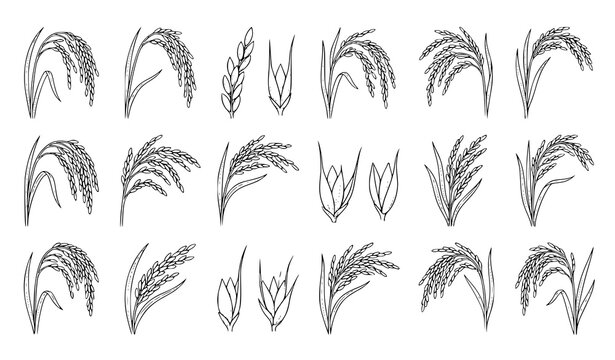 Wheat Rice Grain and Cereal Botanical Sketch Elements Collection