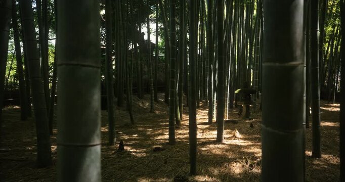 Steady cam tracking shot through dark bamboo thicket in Japan forest