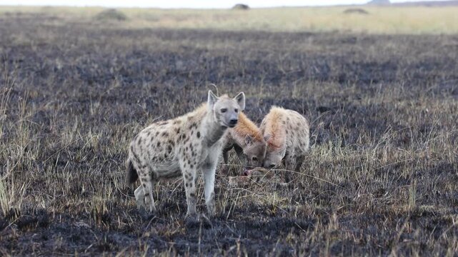 Spotted hyenas pull at a carcass and carry off bones across a burnt black plain - Masai Mara National Reserve, Kenya | African safari wildlife nature documentary 4K B-roll