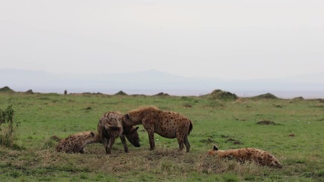 A clan of spotted hyenas gathers and rests on open green plains with distant hills behind - Masai Mara National Reserve, Kenya | African safari wildlife nature documentary 4K B-roll